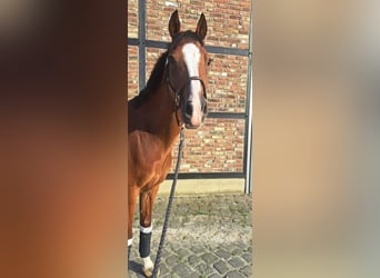 Welsh D (Cob), Gelding, 14 years, 14,2 hh, Brown