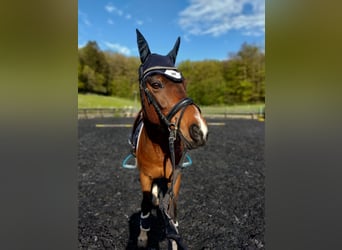 Welsh D (Cob), Gelding, 15 years, 14,2 hh, Bay