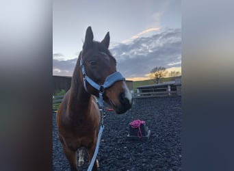 Welsh D (Cob), Gelding, 15 years, 14,2 hh, Bay