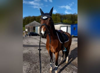 Welsh D (Cob), Gelding, 15 years, 14,2 hh, Bay