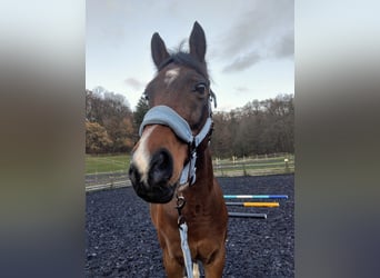 Welsh D (Cob), Gelding, 15 years, 14,2 hh, Bay