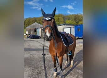 Welsh D (Cob), Gelding, 15 years, 14,2 hh, Bay