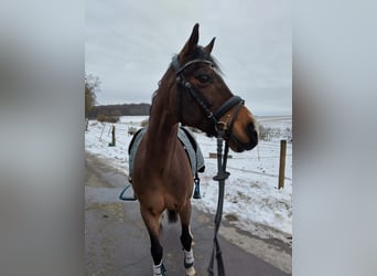 Welsh D (Cob), Gelding, 15 years, 14,2 hh, Bay