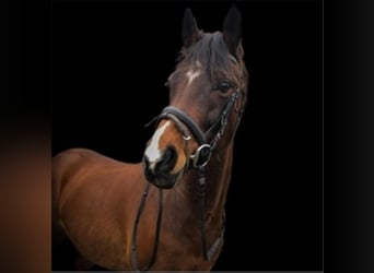 Welsh D (Cob), Gelding, 15 years, 14,2 hh, Bay