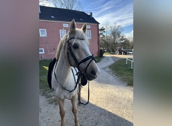 Welsh D (Cob), Gelding, 15 years, 14,2 hh, Palomino