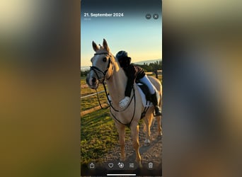 Welsh D (Cob), Gelding, 15 years, 14,2 hh, Palomino