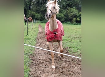 Welsh D (Cob), Gelding, 15 years, 14,2 hh, Palomino