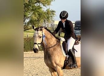 Welsh-D, Wallach, 15 Jahre, 15,2 hh, Brauner