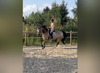 Welsh D (Cob), Gelding, 15 years, 15,2 hh, Brown