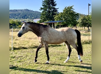 Welsh D (Cob), Gelding, 15 years, 15,2 hh, Brown