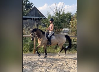 Welsh D (Cob), Gelding, 15 years, 15,2 hh, Brown