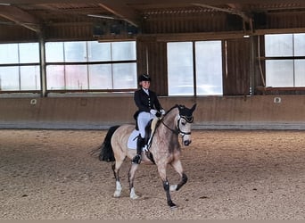 Welsh-D, Wallach, 15 Jahre, 15,2 hh, Brauner