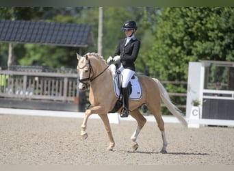 Welsh D (Cob), Gelding, 17 years, 14.1 hh, Palomino