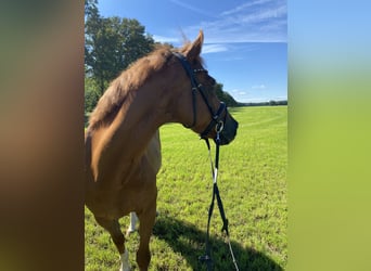 Welsh D (Cob), Gelding, 20 years, 14,2 hh, Chestnut-Red