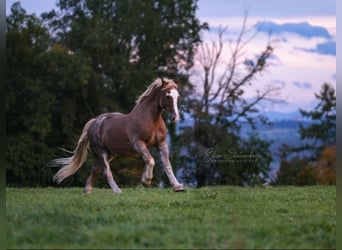 Welsh D (Cob), Gelding, 23 years, 14,2 hh, Chestnut-Red