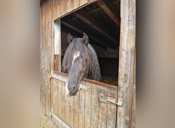 Welsh D (Cob), Gelding, 3 years, 14,1 hh, Black