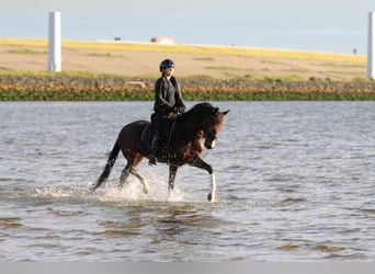 Welsh D (Cob), Gelding, 3 years, 14,1 hh, Brown