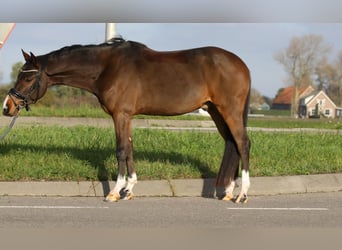 Welsh D (Cob), Gelding, 3 years, 14,1 hh, Brown