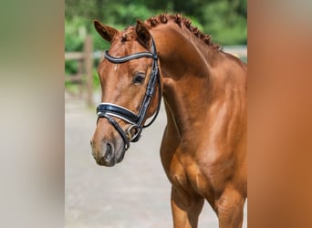 Welsh D (Cob), Gelding, 3 years, 14.1 hh, Chestnut-Red