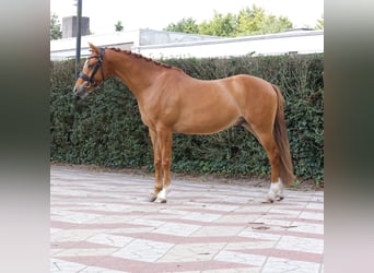 Welsh-D, Wallach, 3 Jahre, 14,1 hh, Fuchs