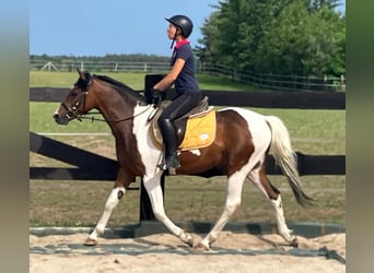 Welsh D (Cob) Mix, Gelding, 3 years, 14.2 hh, Pinto