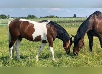 Welsh D (Cob) Mix, Gelding, 3 years, 14.2 hh, Pinto