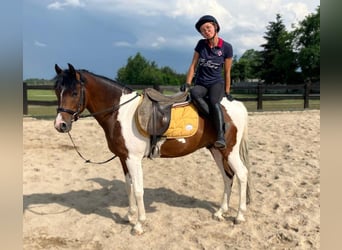 Welsh D (Cob) Mix, Gelding, 3 years, 14.2 hh, Pinto