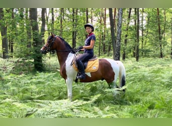 Welsh D (Cob) Mix, Gelding, 3 years, 14.2 hh, Pinto