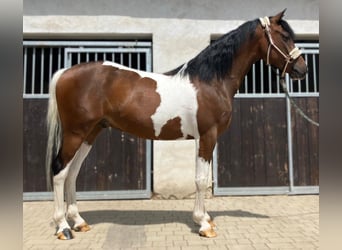 Welsh D (Cob) Mix, Gelding, 3 years, 14.2 hh, Pinto