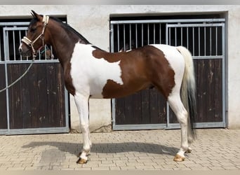 Welsh D (Cob) Mix, Gelding, 3 years, 14.2 hh, Pinto