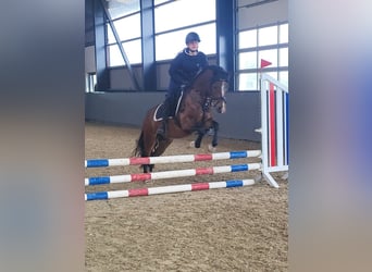 Welsh D (Cob), Gelding, 4 years, 13,3 hh, Brown