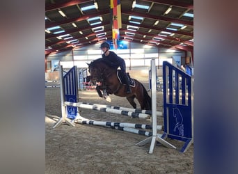 Welsh D (Cob), Gelding, 4 years, 13,3 hh, Brown