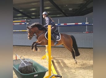 Welsh D (Cob), Gelding, 4 years, 13,3 hh, Brown