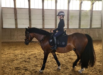 Welsh D (Cob), Gelding, 4 years, 13,3 hh, Brown