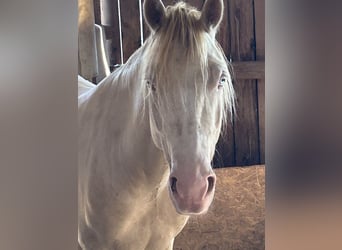 Welsh D (Cob), Gelding, 4 years, 13,3 hh, Cremello