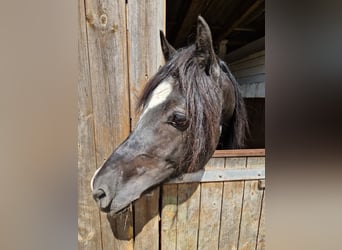 Welsh D (Cob), Gelding, 4 years, 14,1 hh, Black