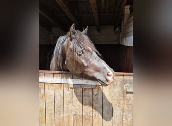 Welsh D (Cob), Gelding, 4 years, 14,1 hh, Black