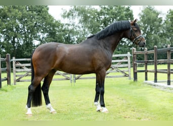 Welsh D (Cob), Gelding, 4 years, 14,1 hh, Brown