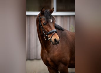 Welsh D (Cob), Gelding, 4 years, 14,2 hh, Brown