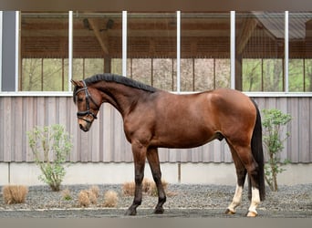 Welsh D (Cob), Gelding, 4 years, 14.2 hh, Brown