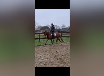 Welsh D (Cob), Gelding, 4 years, 14,2 hh, Chestnut-Red