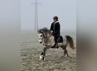 Welsh D (Cob), Gelding, 4 years, 14,2 hh, Gray-Dapple