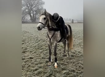 Welsh D (Cob), Gelding, 4 years, 14,2 hh, Gray-Dapple