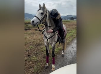 Welsh D (Cob), Gelding, 4 years, 14,2 hh, Gray-Dapple