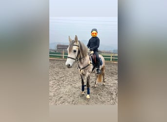 Welsh D (Cob), Gelding, 4 years, 14,2 hh, Gray-Dapple