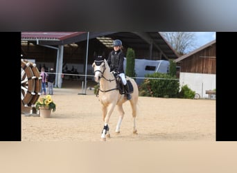 Welsh-D, Wallach, 4 Jahre, 14,2 hh, Palomino