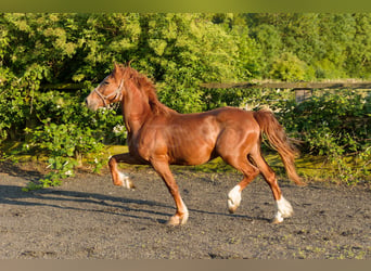 Welsh D (Cob), Gelding, 4 years, 15,2 hh, Chestnut-Red