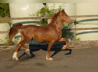 Welsh D (Cob), Gelding, 4 years, 15,2 hh, Chestnut-Red