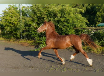 Welsh D (Cob), Gelding, 4 years, 15,2 hh, Chestnut-Red