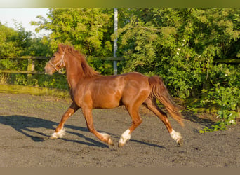 Welsh D (Cob), Gelding, 4 years, 15,2 hh, Chestnut-Red